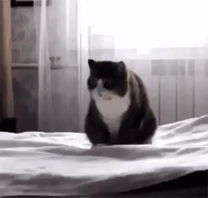 泰迪喝醉了怎么办,泰迪喝酒喝醉了