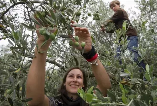 走进西班牙橄榄油的前世今生