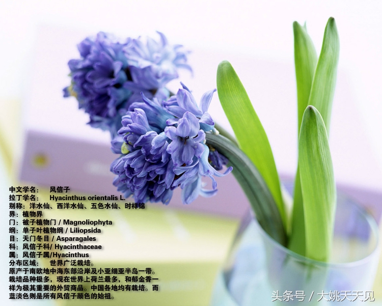 看完这些再决定要不要养猫吧,学会这几招还怕风信子养不活