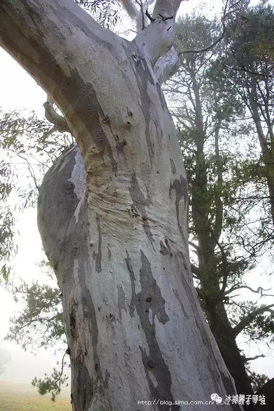 澳大利亚小镇都叫什么名字,澳大利亚蓝山为什么叫蓝山