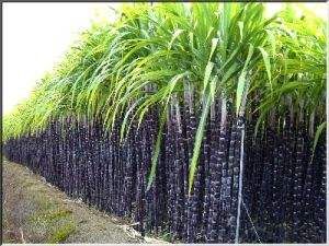 吃什么水果对眼睛视力有好处,眼睛有黄斑水肿吃什么水果有好处