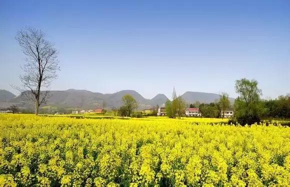 2018汉中油菜花旅游攻略,2024汉中油菜花自驾游攻略