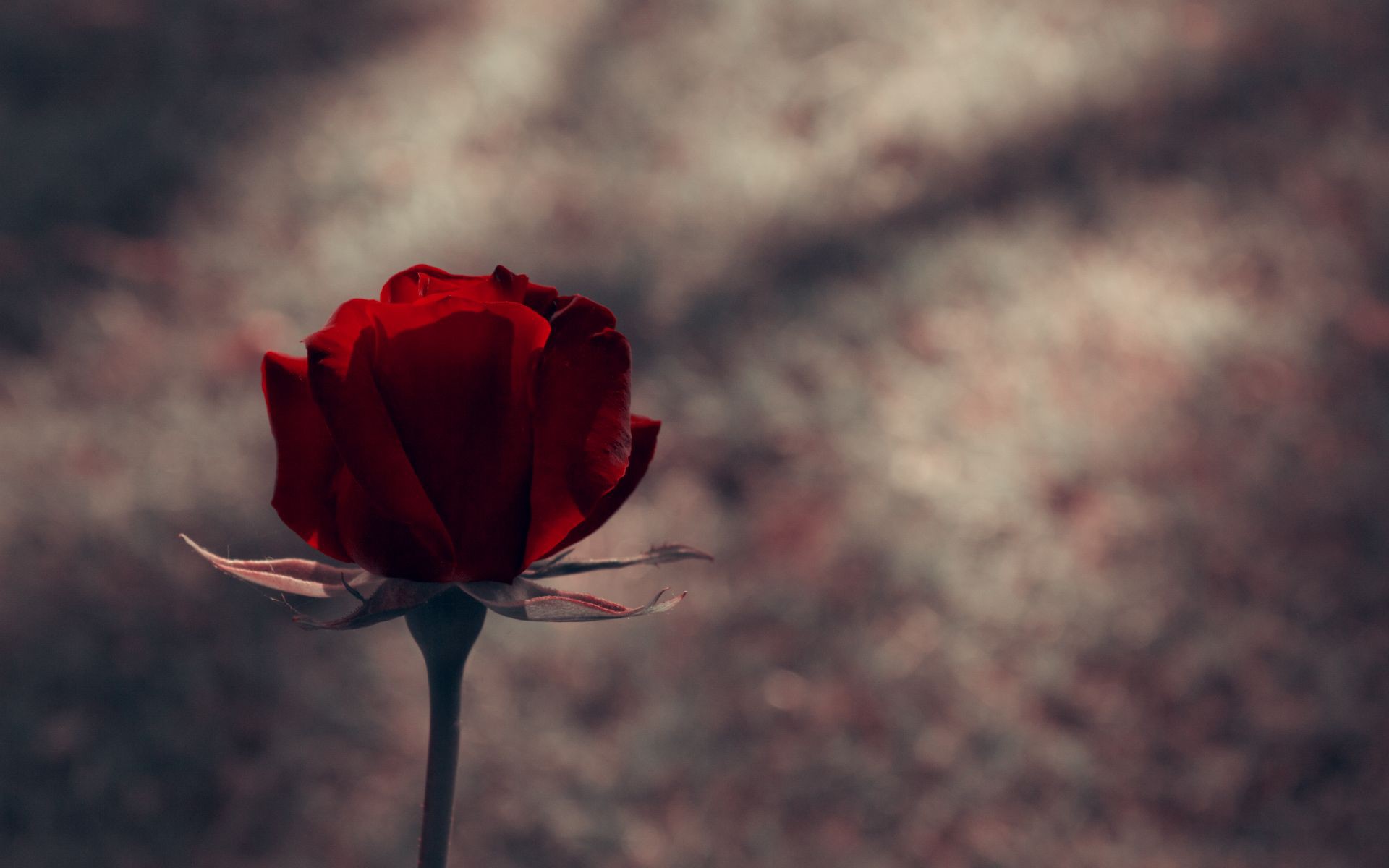 情人节送白玫瑰的花语和寓意,情人节玫瑰花花语大全