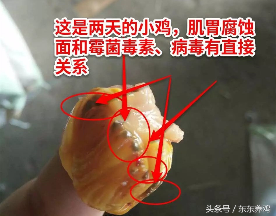 腺肌胃炎养鸡你遇到过吗,养鸡千万不要盲目跟风