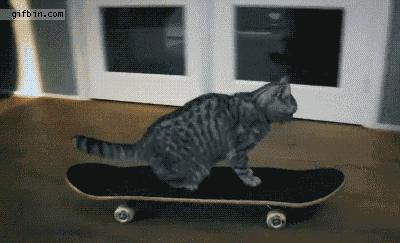 新手养猫该用什么品牌的猫粮,养猫必须知道的换毛季好物