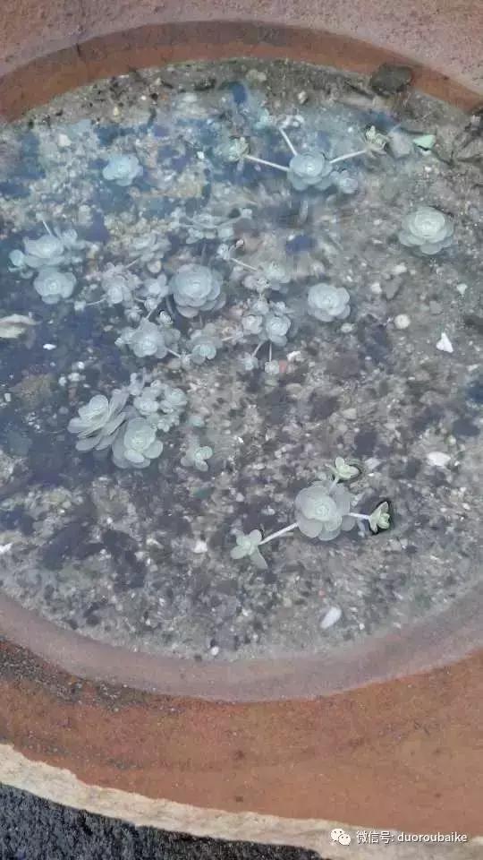 青苔覆盖多肉,青苔和多肉和平共处