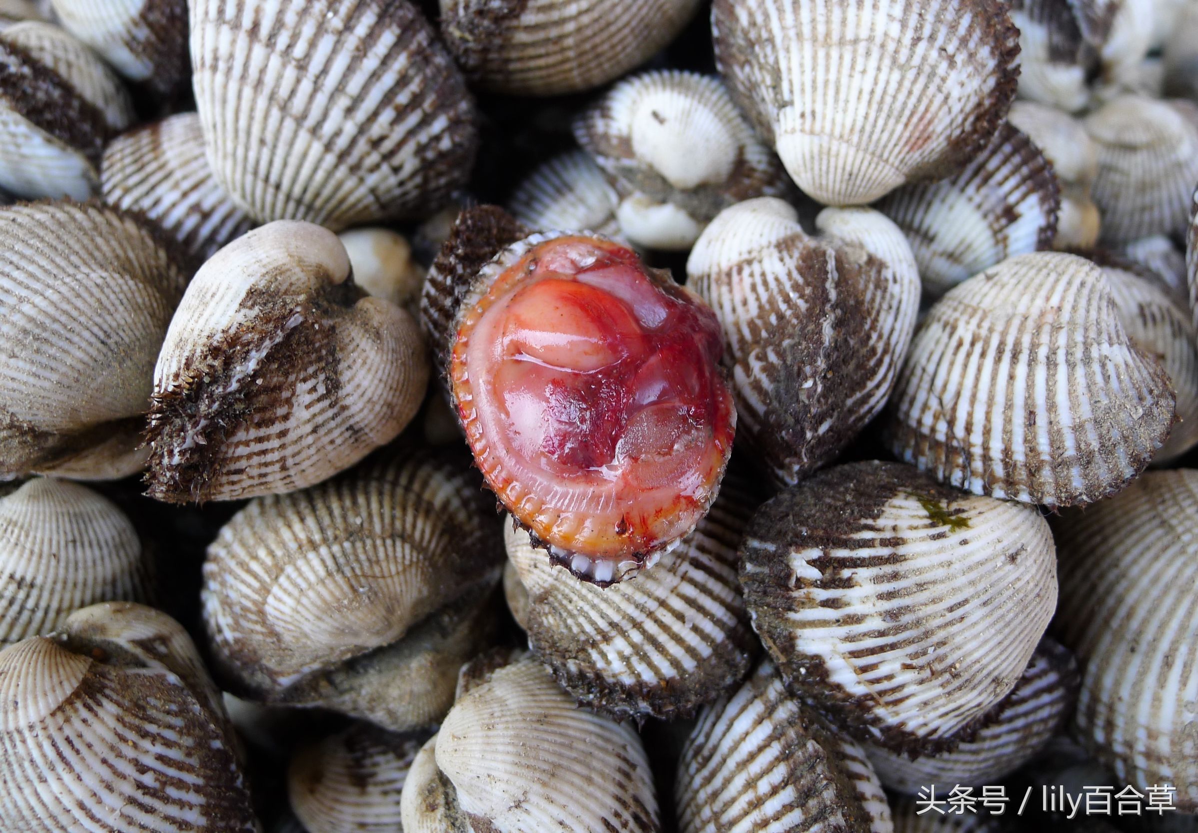 吃海鲜适合带什么,回家路上可以带海鲜吗