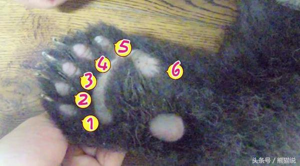 熊猫讲堂：大熊猫的爪子有几个指头，是什么形状的？