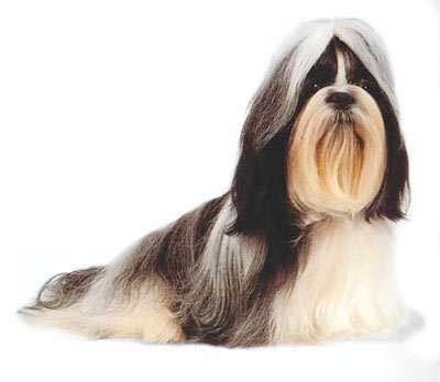 普遍的狗狗品种大全及图片,所有狗狗品种集合大全