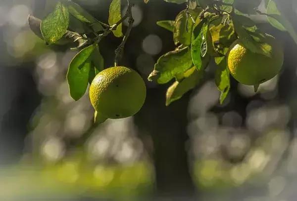 西班牙橄榄油历史,西班牙橄榄油十大排名