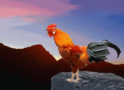 一唱雄鸡代表什么生肖,雄鸡一唱天下白什么意思