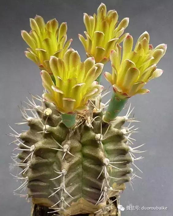 沙子可以种多肉吗,你还在用营养土种多肉吗