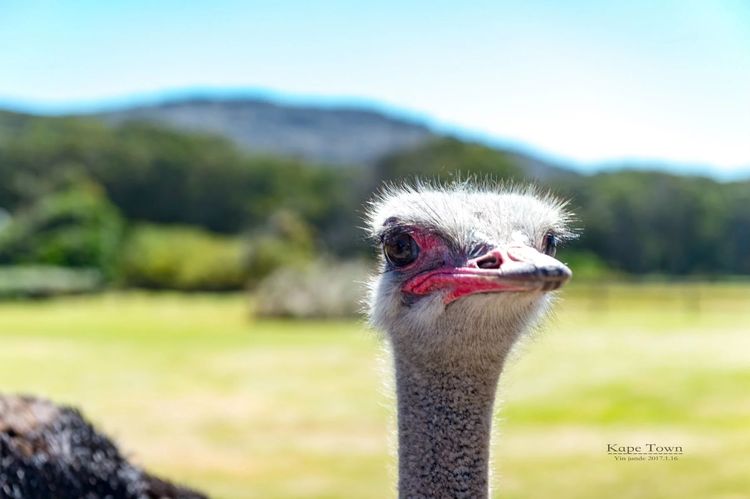 走进彩虹之国感受南非独特之美,彩虹之国南非