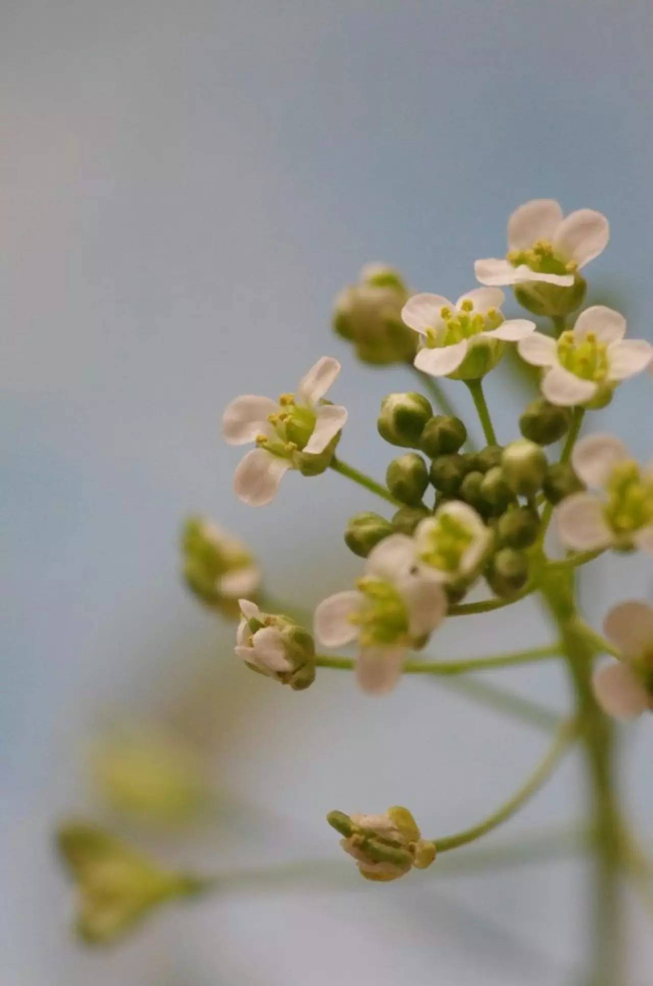 本草纲目中的荠菜,本草纲目荠菜图片
