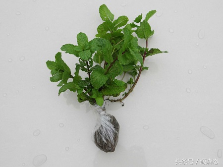 阳台种薄荷视频,阳台种薄荷最好用什么土