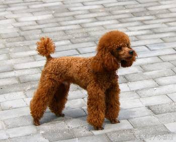 泰迪犬的市场价格和购买时应该注意的事