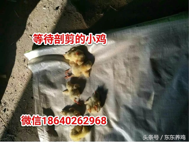 腺肌胃炎养鸡你遇到过吗,养鸡千万不要盲目跟风