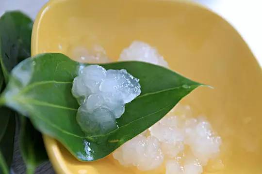 木瓜女生为什么喜欢吃,木瓜炖雪蛤的雪蛤是什么