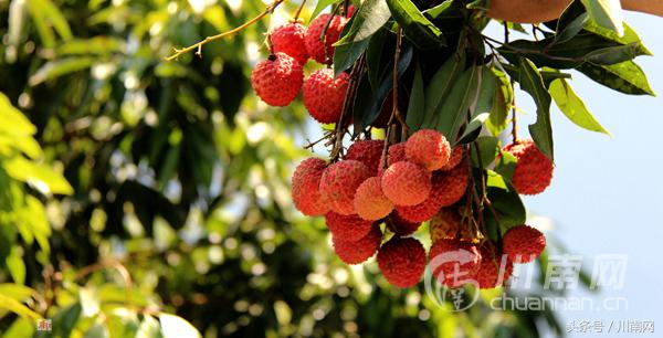 泸州古诗词大会,诗词大会冷门诗词