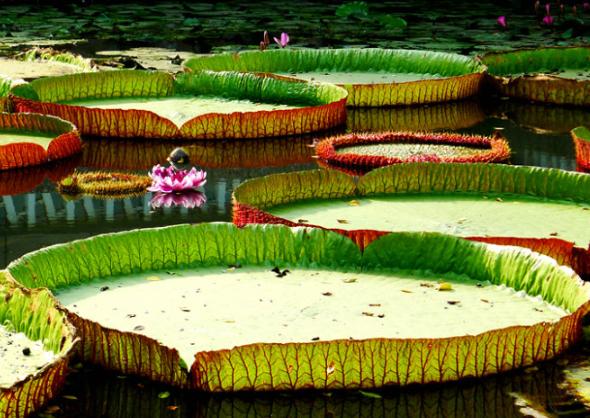 西双版纳每个景区都很美,西双版纳什么时候最美