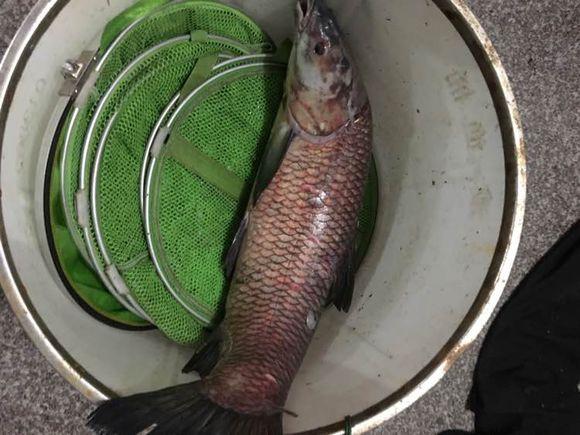 自从钓了鱼，麻将金花全部戒掉，老婆也支持我钓鱼，毕竟比赌博好