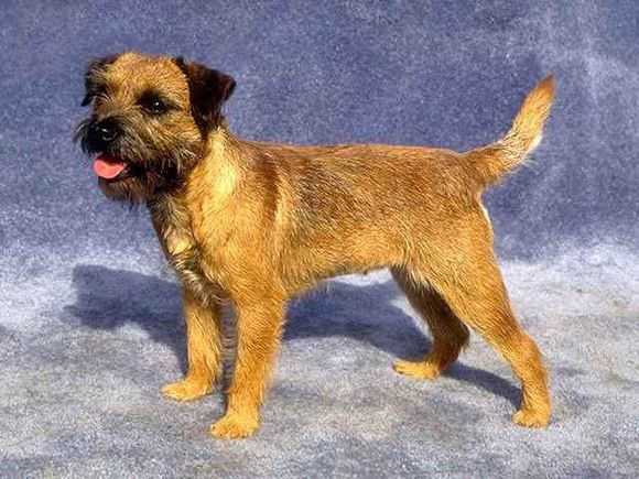 狗狗品种收集大全,收藏狗狗