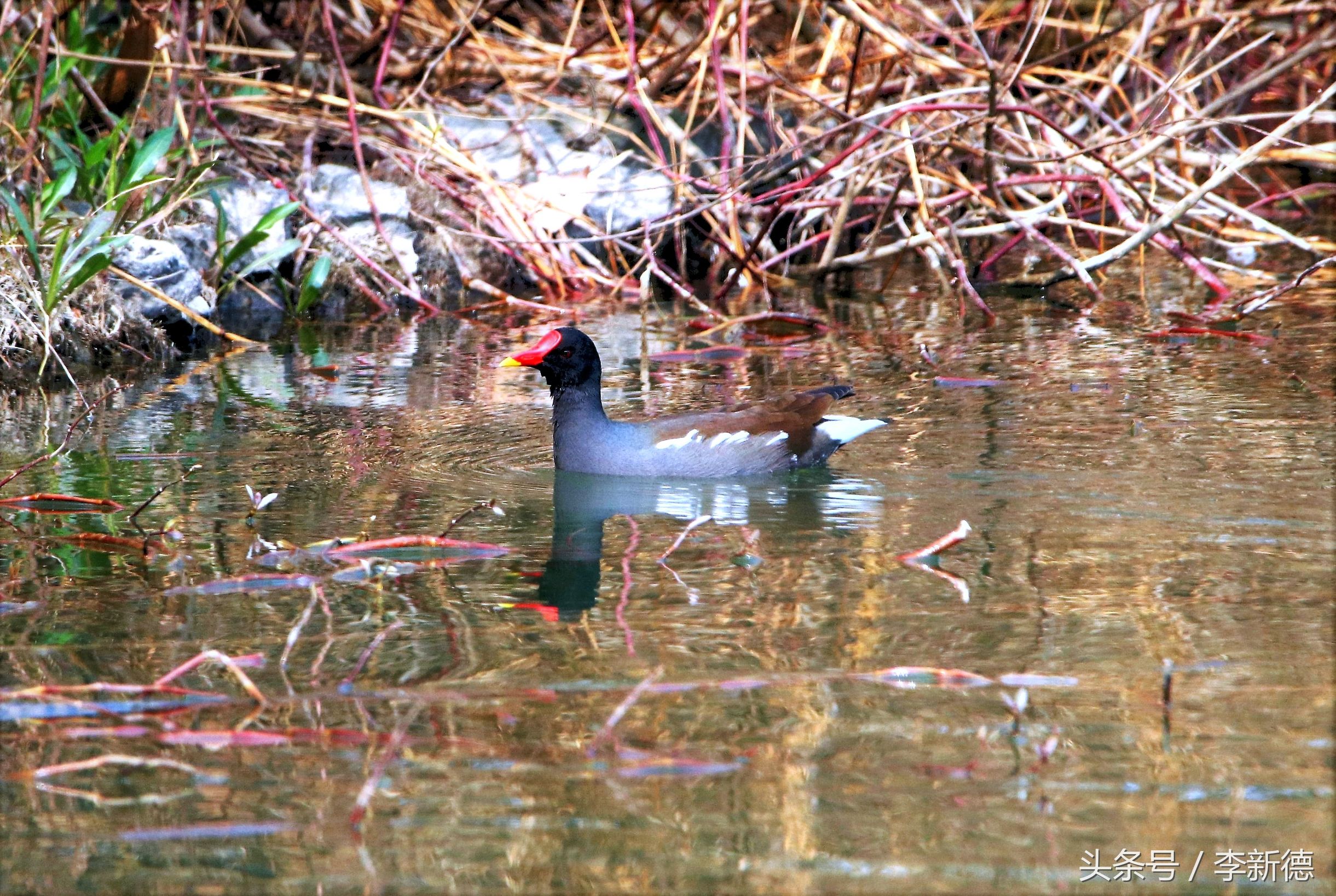 合肥翡翠心形湖,合肥最大翡翠湖