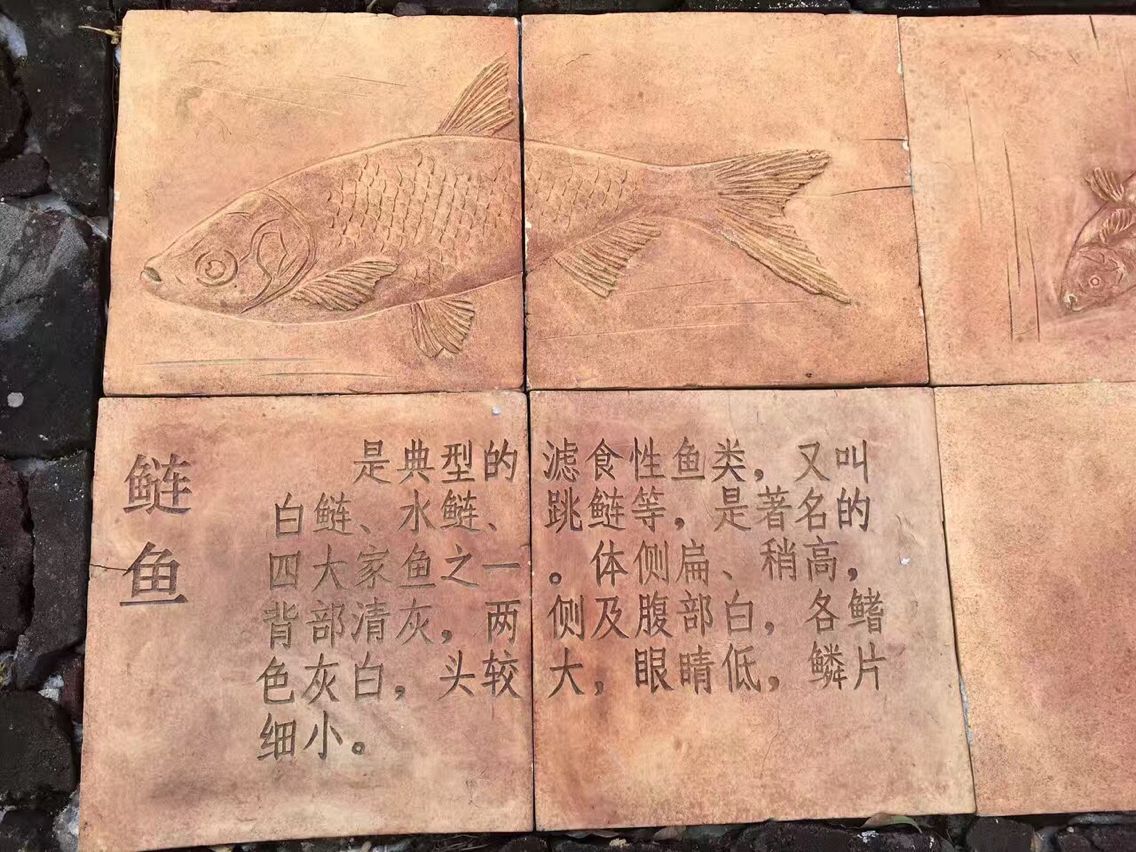 金枪鱼怎么烹饪最佳,一斤左右的金枪鱼最佳烹饪方法