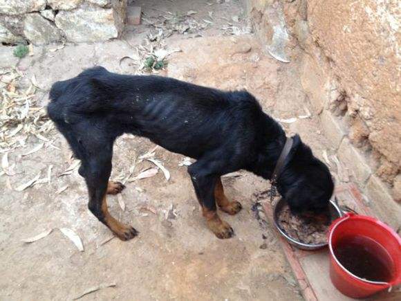 注意了养狗的人最易有这6种病,狗狗突然暴瘦是什么原因