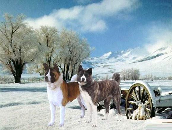 普遍的狗狗品种大全及图片,所有狗狗品种集合大全