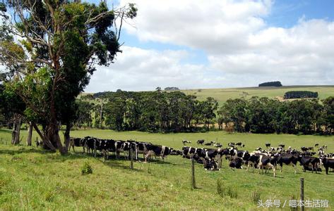 最受欢迎的国外奶粉品牌,澳洲本地人喜欢喝的奶粉