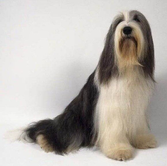 狗狗品种收集大全,收藏狗狗