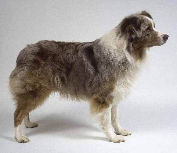 普遍的狗狗品种大全及图片,所有狗狗品种集合大全