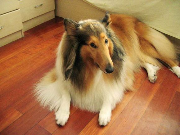 普遍的狗狗品种大全及图片,所有狗狗品种集合大全