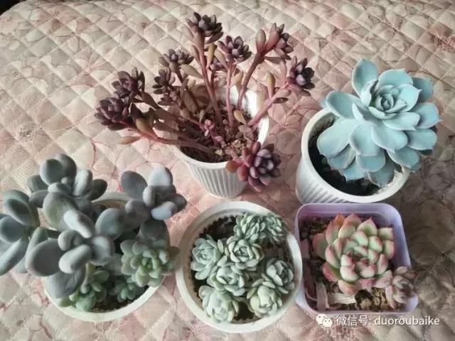 一入肉坑深似海，妈妈姥姥一起上！