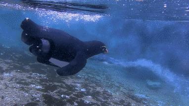 豆瓣9.7的企鹅版《无间道》，上演最萌版「原配撕小三」！