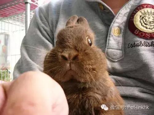 最受欢迎的宠物品种有哪些,宠物兔最热销的是哪几种