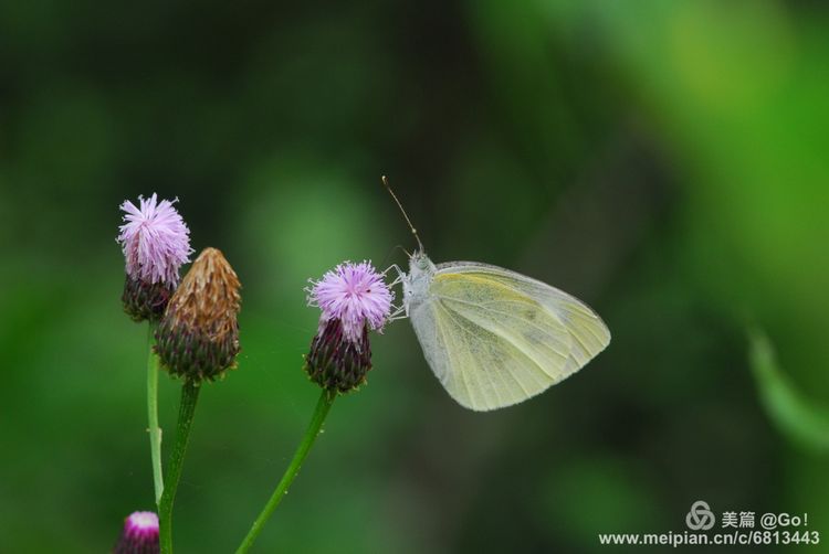 微距镜头下的昆虫视角,微距下的昆虫摄影