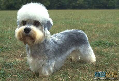 收藏狗狗的图片,收藏宠物集