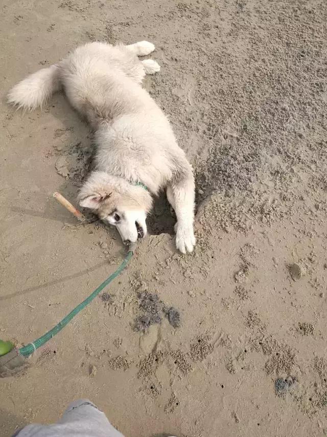 长沙人爱养什么品种的鸟,长沙人为什么喜欢养乌龟