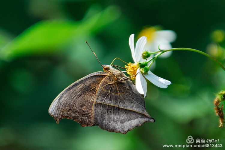 微距镜头下的昆虫视角,微距下的昆虫摄影