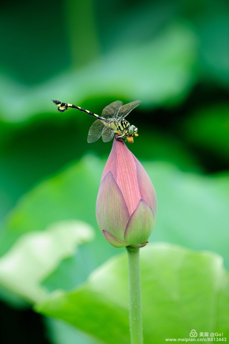 微距镜头下的昆虫视角,微距下的昆虫摄影