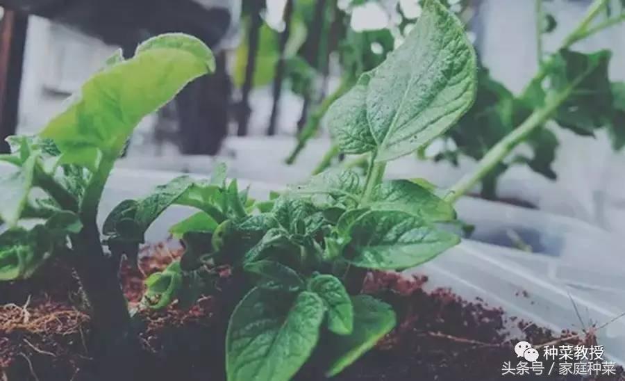 种植土豆全过程盆栽,种植土豆视频教程大全