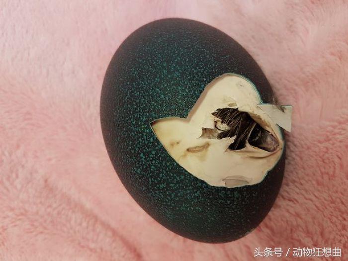 女孩买回一只鸡蛋,女子买3箱鸡蛋出一只小鸡