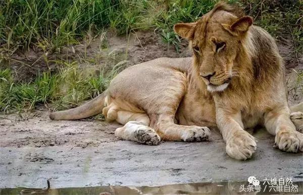 刚出壳小眼镜蛇的毒致命吗,刚破壳而出的小眼镜蛇