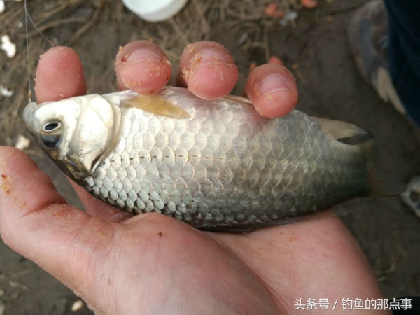 杂鱼怎么做效果最好,杂鱼加锅贴