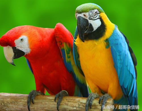 鹦鹉杀虫能用灭扫利吗,刚满月的鹦鹉要杀虫吗