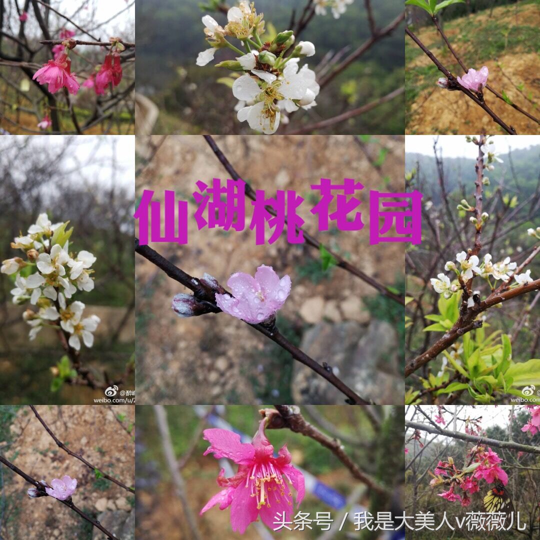 白浅姑姑全部视频,白浅姑姑霸气回归全集