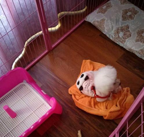 比熊犬vs巨型犬,比熊泰迪治愈