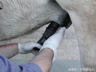 怎样挑选好的公马,公马如何选择母马